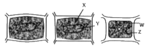 दिया गया चित्र कोशिका में जीवद्रव्यकुंचन को दर्शाता है। A सामान्य स्फीति कोशिका है, B प्रारंभिक जीवद्रव्यकुंचन दर्शाती है तथा c जीवद्रव्यकुंचित कोशिका है। सही विकल्प का चयन कीजिए जिसमें W,X,Y तथा Z को ठीक प्रकार से निरूपित किया गया हो