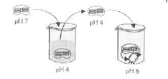दिया गया आरेख पृथककृत क्लोरोप्लास्ट के साथ किए गए एक प्रयोग को दर्शाता है। क्लोरोप्लास्ट को सर्वप्रथम pH 4 के एक विलयन में भिगोकर अम्लीय किया जाता है। थायलेकॉइड स्थान का pH 4 होने के पश्चात् क्लोरोप्लास्ट को pH 8 के एक क्षारीय विलयन में स्थानांतरित कर दिया जाता है। तत्पश्चात क्लोरोप्लास्ट को अंधेरे में रख दिया जाता है। निम्न में कौन से योगिकों का उत्पादन संभव है