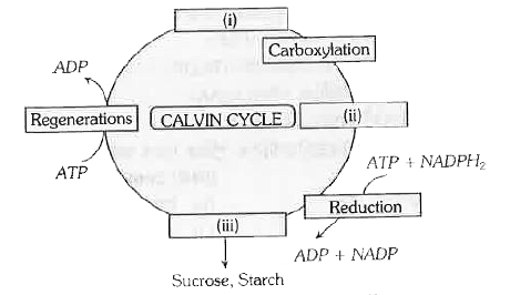 कैल्विन चक्र में कार्बोहाइड्रेट अणु भाग लेता है। नामांकन के सही संयोग का चयन कीजिए