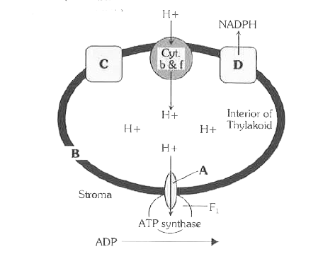 नीचे दर्शाई गई कीमीआसमोसिस के द्वारा ATP संश्लेषण के पथ का अवलोकन कीजिए      उचित विकल्प का चयन कीजिए जिसमें A, B,C तथा D के लिए सही शब्दों को निरूपित किया गया हो
