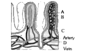 दिया गया आरेख छोटी आंत के म्यूकोसा की काट को दर्शाता है, जिसमें विलाई उपस्थित है। A- D को पहचानिए