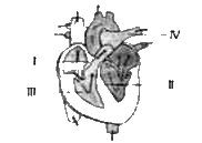 निम्न चित्र में मानव हृदय दर्शाया गया है      निम्नलिखित नामांकित संरचनाओं में से कौन सी हिज के बंडल को दर्शाती है