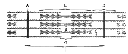 चित्र में से सही वर्गों का चयन कीजिए जो संरचना से सर्वाधिक रूप से अनुकूल हो       I. A- बैंड     II. II. I-बैंड    III. सार्कोमीयर    IV. H-क्षेत्र    V. मायोसिन   VI. एक्टिन, ट्रोपोनिन, ट्रोपोमायोसिन    VII. Z- लाइन