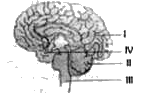 दिया गया आरेख मानव मस्तिष्क का है      मस्तिष्क का कौन सा नामांकित भाग इंटेलीजेंस तथा याद्दाश्त को नियंत्रित करता है