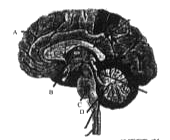 मानव मस्तिष्क के एक तीक्ष्ण भाग को यहाँ दर्शाया गया है। A-D नामांकन में से कम से कम दो की पहचान कीजिए