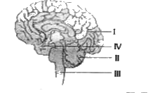 निम्न चित्र मानव मस्तिष्क को दर्शाता है।      उपर्युक्त चित्र में नामांकित भाग III द्वारा कौन सा कार्य सम्पादित किया जाता है