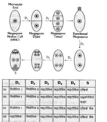निम्न चित्र आवृतबीजीयों में मेगास्पोरोजेनेसिस तथा विशिष्ट मादा गैमिटोफाइट के विकास को दर्शाते हैं। निम्नलिखित में से किस विकल्प में सभी विभाजन (D, से DE) तथा संरचनाऐं सही पहचानी गई हैं