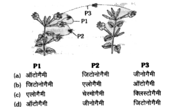 निम्न चित्र समान जाति के दो पौधों को दर्शाता है। P1, P2 तथा P3 द्वारा प्रदर्शित परागण के प्रकारों को पहचानिए
