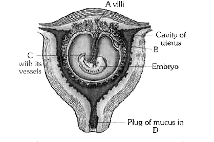 नीचे दिया गया चित्र गर्भाशय में मानव भ्रूण को प्रदर्शित करता है। A - D को पहचानिए -