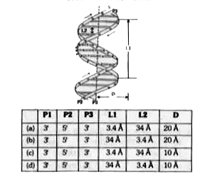दिया गया चित्र DNA के डबल हेलिक्स को दर्शाता है| निम्न में से कौन सा विकल्प DNA के संबंध में सही जानकारी देता है