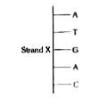 नीचे दर्शाए गए चित्र में स्ट्रेण्ड X न्यूक्लिक अम्ल अणु के एक छोटे भाग को दर्शाता है      निम्न में से कौन सा युग्म स्ट्रेण्ड X से पूरक होगा
