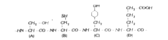 चित्र में A - D नामांकित भागों सहित एक प्रोटीन का परिकल्पित टेट्रा पेप्टाइट भाग दर्शाया गया है| निम्न में से कौन सा विकल्प सही है