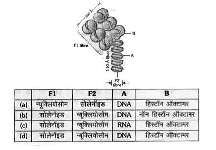 दिया गया आरेख यूकैरियोट्स के क्रोमोसोम के आधारीय 30 mm रेशे की संरचना को दर्शाता है| सही विकल्प का चयन कीजिए जिसमें F1, F2, A तथा B सही निरूपित किए गए हो