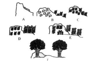 दिया गया चित्र खाली चट्टान (शैल क्रमक) के जैवीय अनुक्रमण को दर्शाता है। किस अवस्था (अवस्थाओं) पर (जैसे नामांकित A,B, C,DE तथा F) सोलीडेगो, फेस्टुका के समान पादप प्राप्त होते हैं