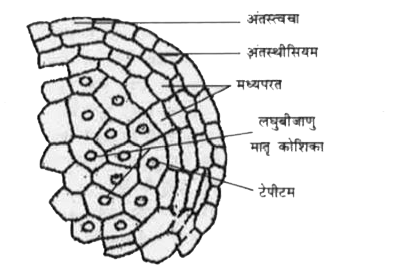 एक प्रारूपिक आवृतबीजी लघुबीजाणु धानी की संरचना का सचित्र वर्णन करें। साथ ही साथ प्रत्येक भाग के कार्य को बताएँ।