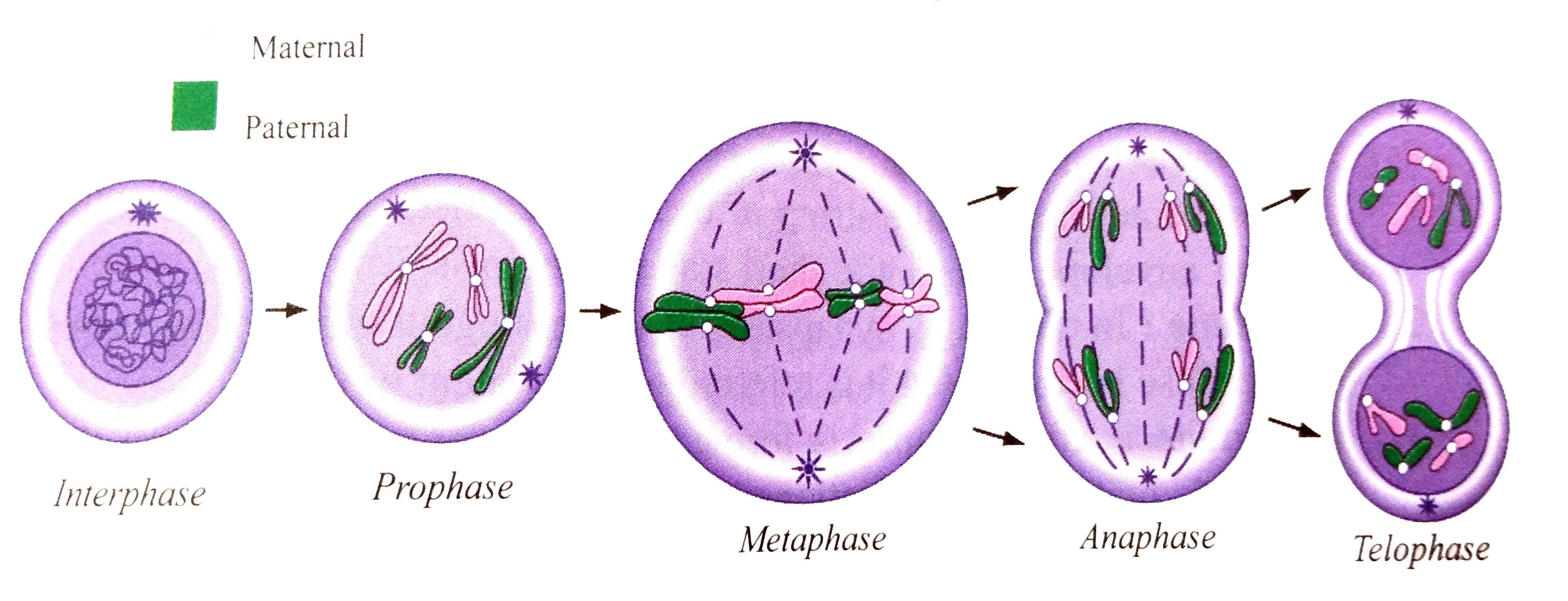 With the help of suitable diagrams, explain the mitosis in detail.