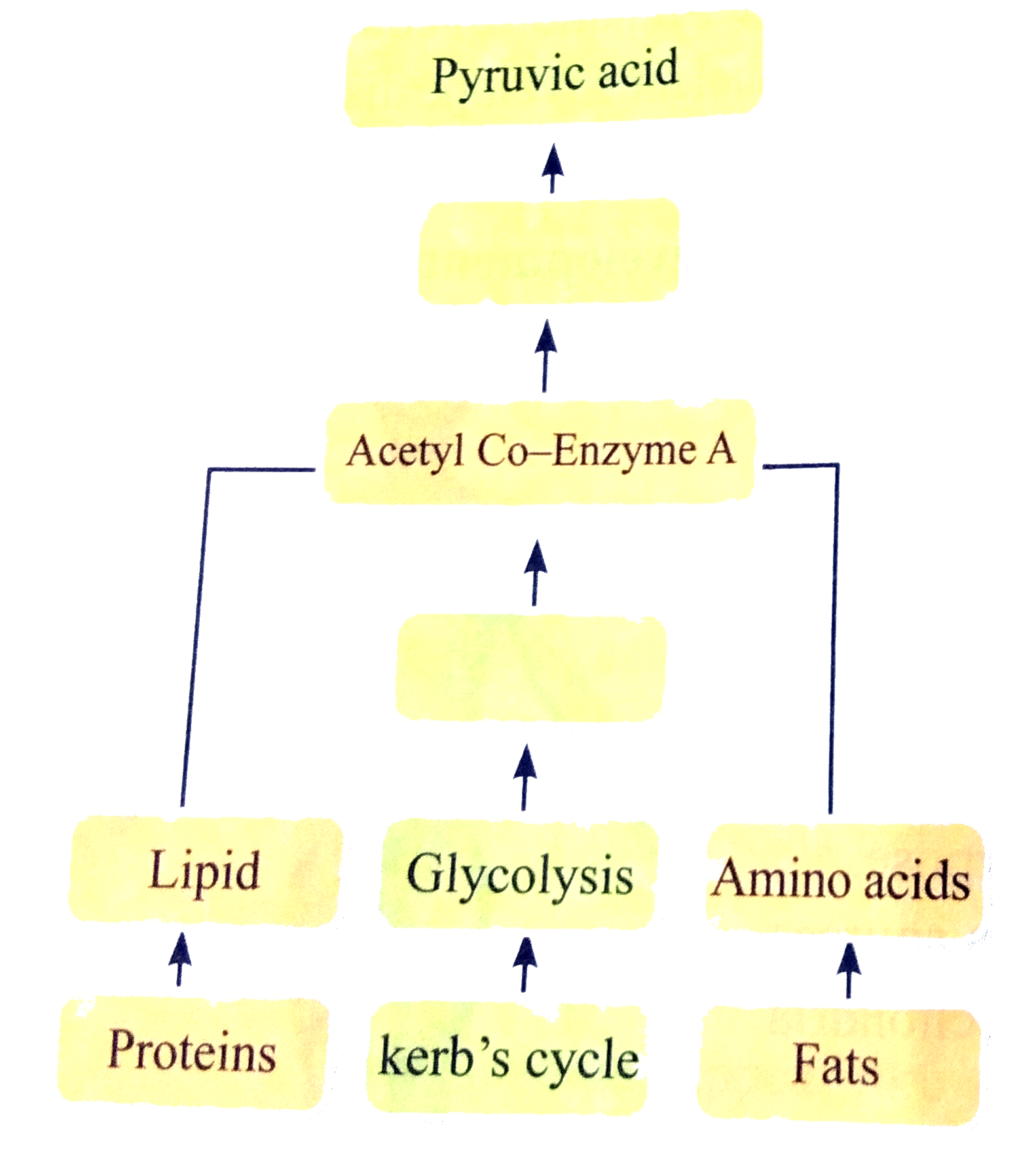 How energy is formed from oxidation of carbohydrates , fats and proteins? Correct the diagram given below.