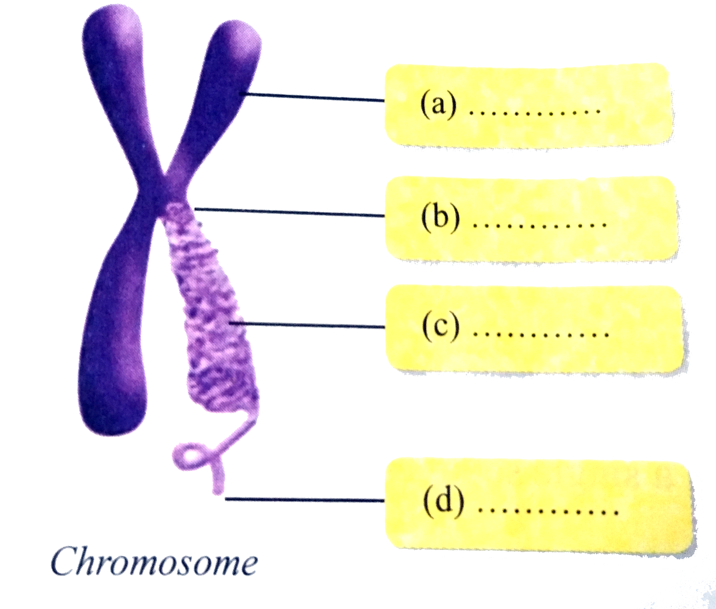 What is the shape of chromosome ? Give its names in the figure ?