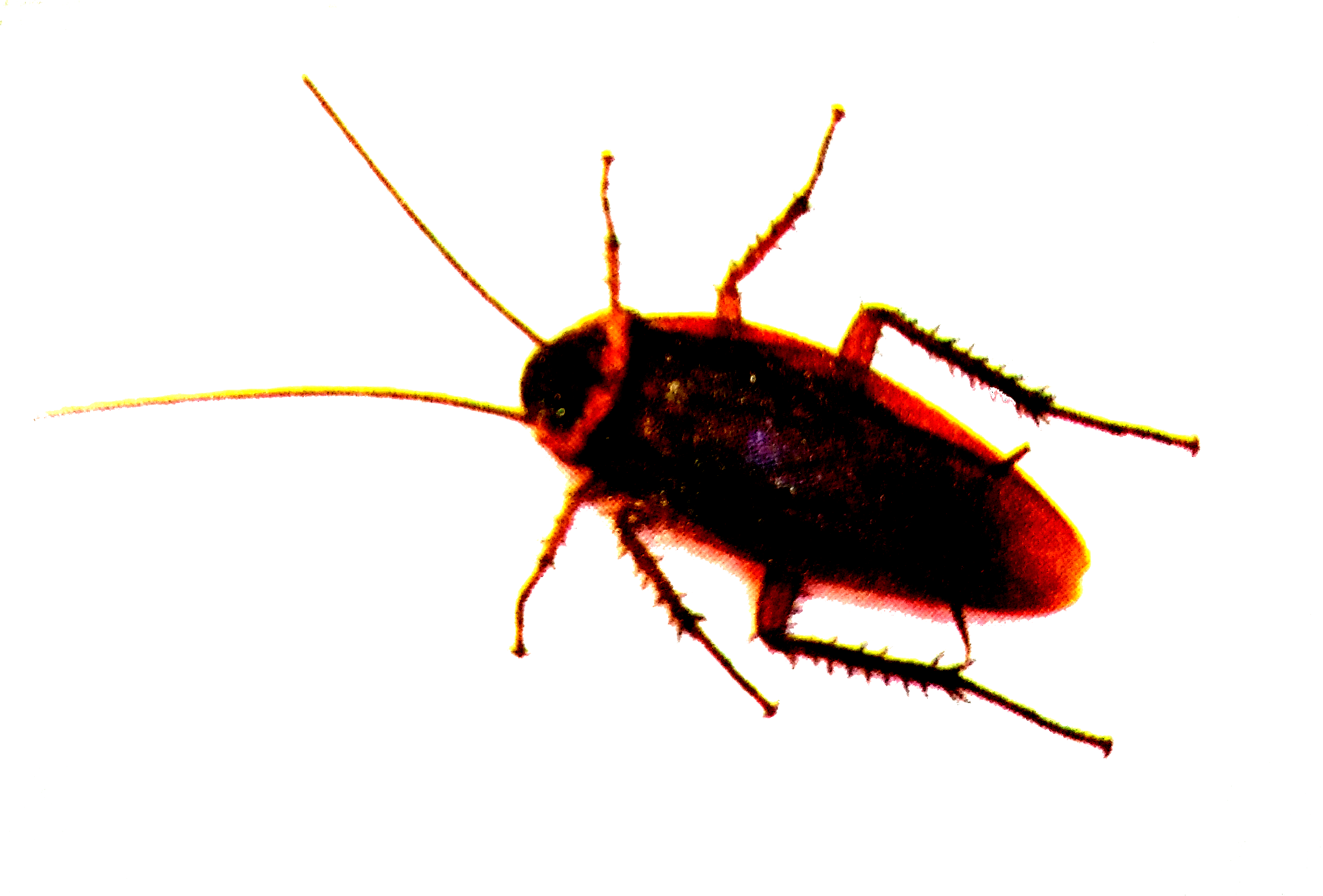 To which phylum does Cockroach belong? Justify your answer with scientific reasons.
