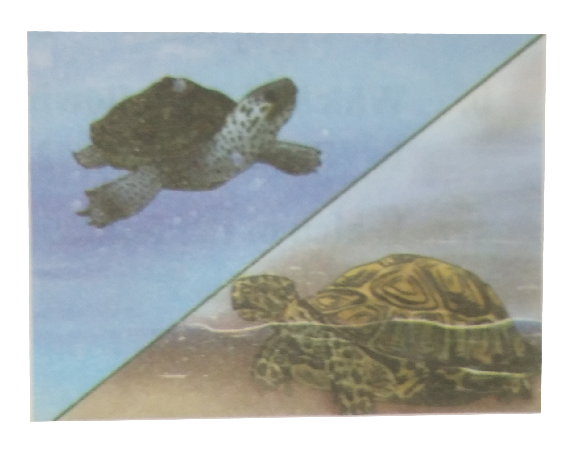 Though tortoise lives on land as well as in water, it cannot be included in class-Amphibia.