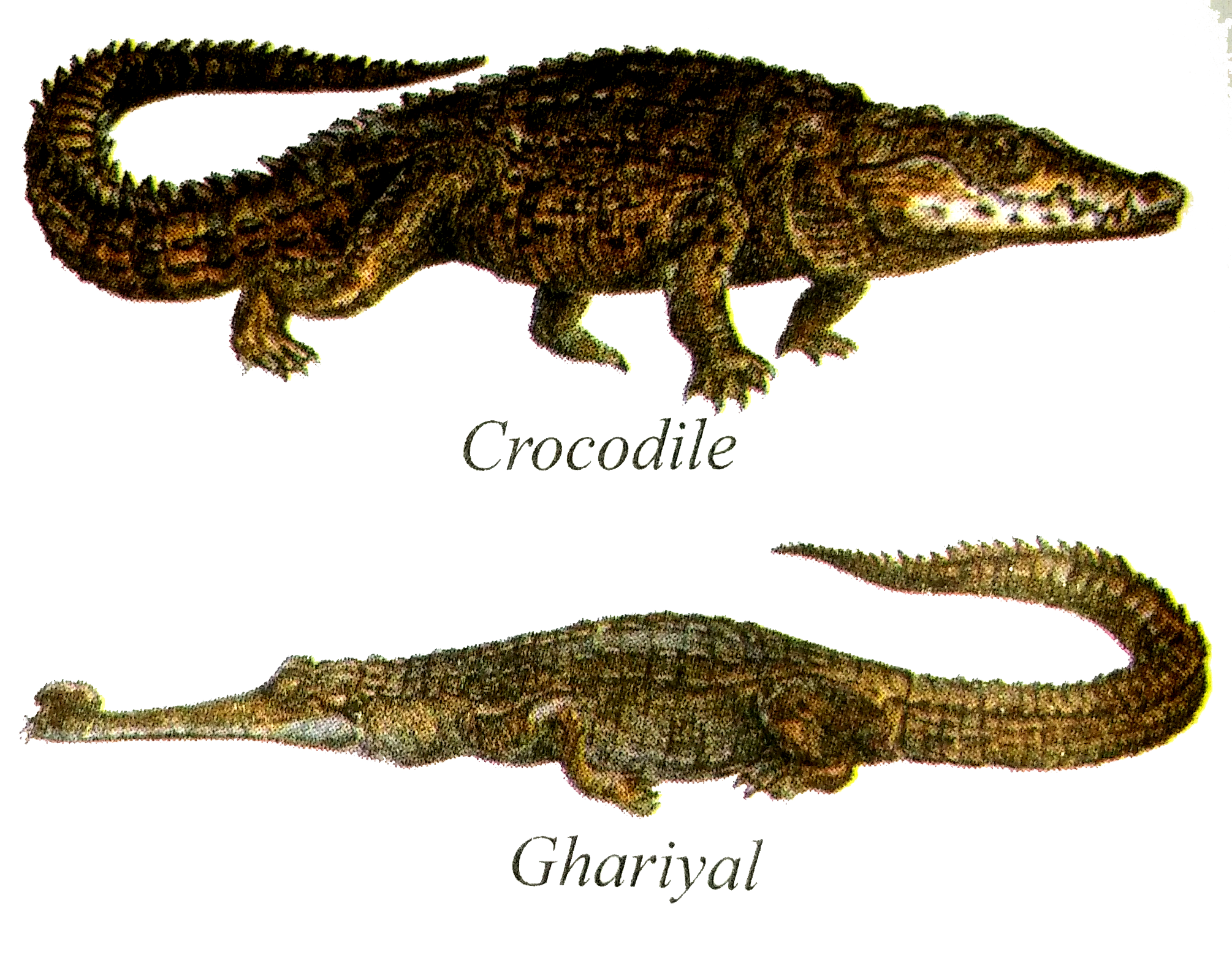 Animals like ghariyal & crocodile live in water as well as on land. Are  they amphibians or reptiles?