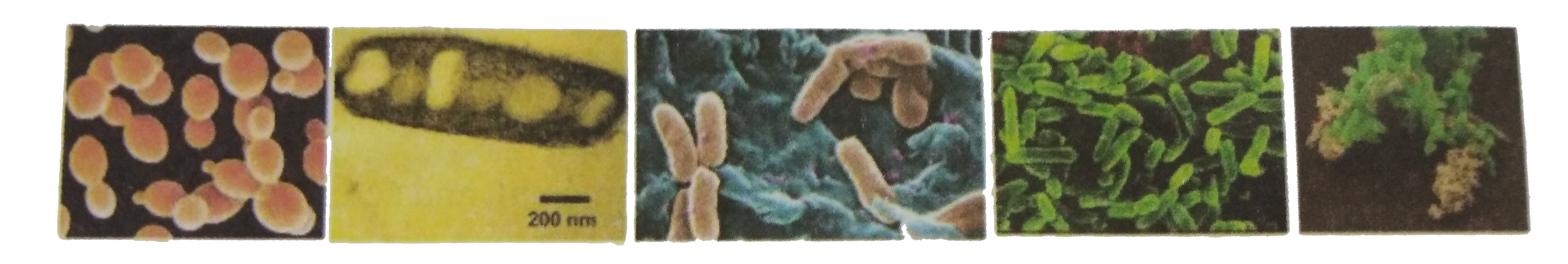 From the figure given below identify the microbes and write one use of each.