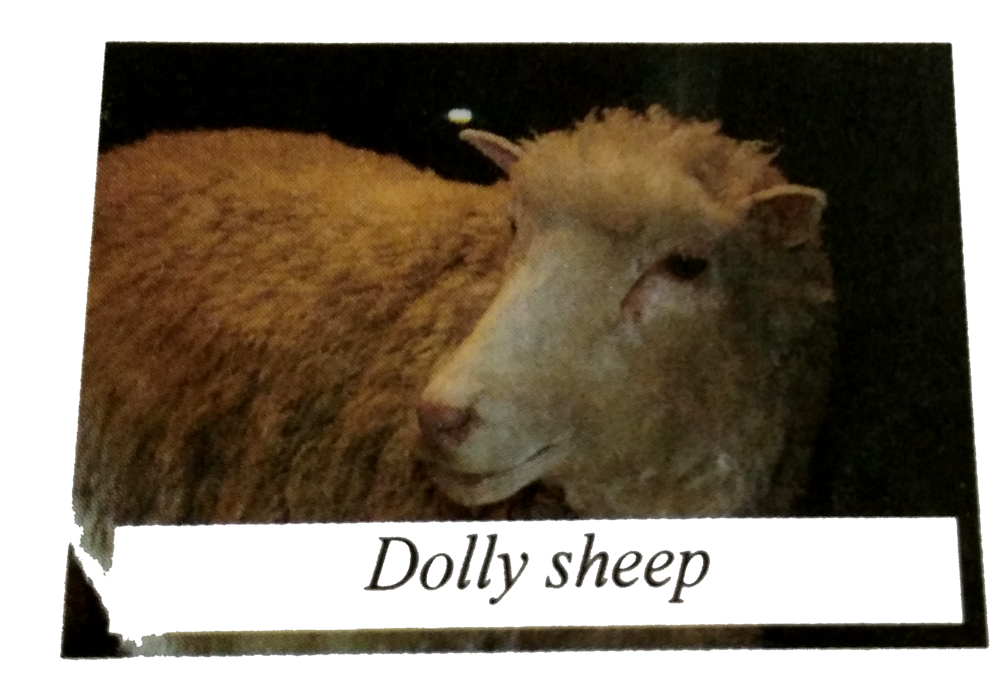 The sheep Dolly was born in ............... .
