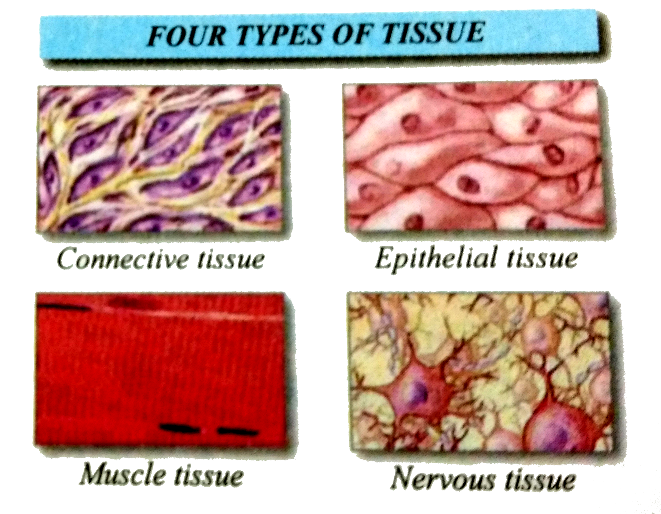 What is tissue? Which are the functions of tissue?