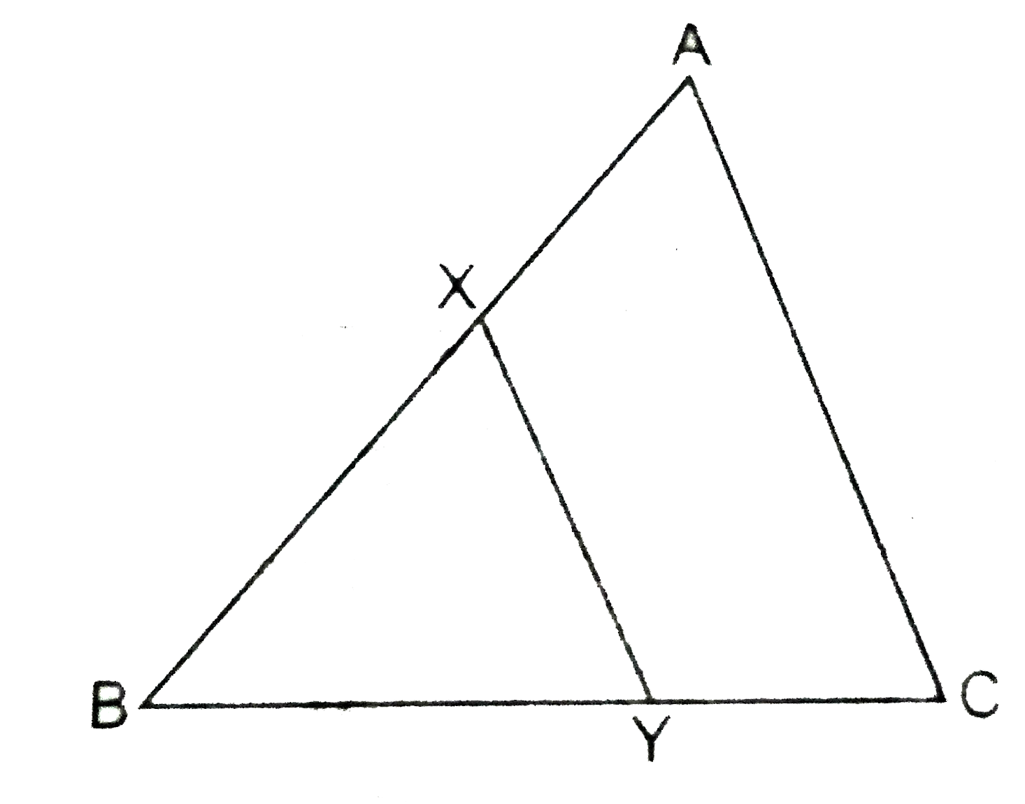 दी गई आकृति में DeltaABC में रेखाखण्ड XY भुजा AC के समान्तर है तथा यह त्रिभुज को दो बराबर क्षेत्रफलों वाले भागों में विभाजित करता है।  (AX)/(AB)  अनुपात ज्ञात करों।