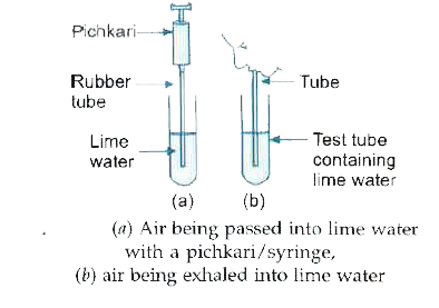 Answer question numbers (a) - (d) on the basis  of your understanding of the following  paragraph and the related studied concepts :      •  Take  some freshly prepared lime water in a test tube.     •  Blow  air through this  lime water .     •  Note how long it takes  for the lime water to turn milky.     •  Use a syringe or pichkari to pass air through some fresh lime water taken in another  test tube.     (a)  What change would you expect in figure 'a'  and 'b' ?     (b)  Why do you observe the change in 'b'  ?     (c)  What is the source of this  component ?     (d)  State the significance  of this  activity.