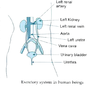 Answer question numbers (a) - (d) on the basis ofyour understading of the following paragraph and the related studied concepts :     The excretory system of human beings includes a pair of kidneys, a pair of ureters, a urinary bladder and a urethra. Kidneys  are located in the abdomen, one on either side of the backbone. Urine produced in the  kidneys passes  through the ureters into  the ureters into urinary bladder where it is stored until it is released through the urethra.     (a)  Between Renal artery and Vera cava (Renal Vein) which  one carriers more impurities ?     (b)  How's  the expulsion of urine regulated ?     (c)  How  frequently is urine produced and sent into the urinary bladder ?  (d)   How is urine production is human body different  from dialysis, though both the procedurers are helping in removal of impurities from the body ?