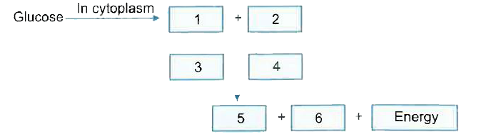 Complete the glucose breakdown pathway in case of aerobic respiration by filling the blanks.     (a)  Name the molecule in the cell which stores the energy produced at the end of the path way.     (b) Why do we get cramps during sudden musclar activity ?