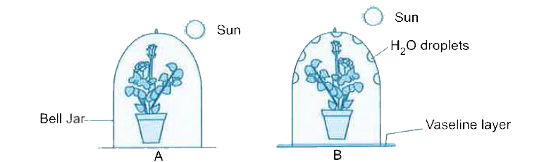 While performing the experiment  to prove that  carbon dioxide is essential for photosynthesis, why were the following steps taken?      (a)  The two potted plants A and B were selected and  kept in dark for 48 hours.      (b)  They were then kept in sunlight.     (c)  Pot B had water droplets on the bell jar whereas Pot A did not.     (d)  If a wathc glass containing KOH was kept inside along with Pot . B, what would be the result ?