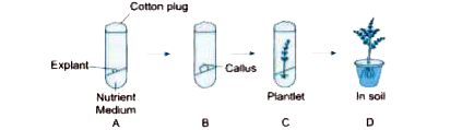 Answer question numbers on the basis of your understanding of the following paragraph and the related studied concepts :   In tissue culture, new plants are grown by removing tissue or separating cells from the growing tip of a plant. The cells are then placed in an artificial medium where they divide rapidly to form a small group of cells or callus. The callus is transferred to another medium containing hormones for growth and differentiation. The plantlets are then placed in the soil so that they can grow into mature plants. Using tissue culture, many plants can be grown from one parent in disease-free conditions. This technique is commonly used for ornamental plants.      In step A, what is the explant ?