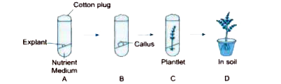 Answer question numbers on the basis of your understanding of the following paragraph and the related studied concepts :   In tissue culture, new plants are grown by removing tissue or separating cells from the growing tip of a plant. The cells are then placed in an artificial medium where they divide rapidly to form a small group of cells or callus. The callus is transferred to another medium containing hormones for growth and differentiation. The plantlets are then placed in the soil so that they can grow into mature plants. Using tissue culture, many plants can be grown from one parent in disease-free conditions. This technique is commonly used for ornamental plants.      From step B C, there is cell differentiation involved, which has led to formation of a complete plantlet ? Explain how is this achieved.