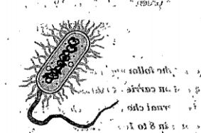 Identify the diagram