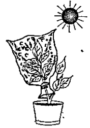 The figure along side represent an experiment performed to demonstrate a certain phenomenon in plant. What is the phenomenon ?