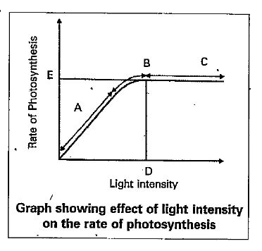 Figure shows the effect of light on the rate of photosynthesis. Based on the graph, answer the following questions.   a. At which points (A, B or C) in the curve is light a limiting factor ?   b. What could be the limiting factor/s in region A ?   c. What do C and D represent on the curve ?