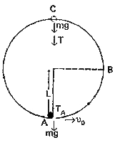 A bob of mass m is suspended by a light string of length L. It is imparted a horizontal velocity v(0) at the lowest point A such that it completes a semicircular trajectory in the vertical plane with the string becoming slack only on reaching the topmost point, C this is shown in Fig. Obtain an expression for   v(o)