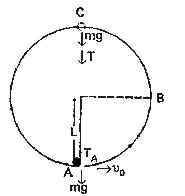 A bob of mass m is suspended by a light string of length L. It is imparted a horizontal velocity v(0) at the lowest point A such that it completes a semicircular trajectory in the vertical plane with the string becoming slack only on reaching the topmost point, C this is shown in Fig. Obtain an expression for      the speeds at points B and C