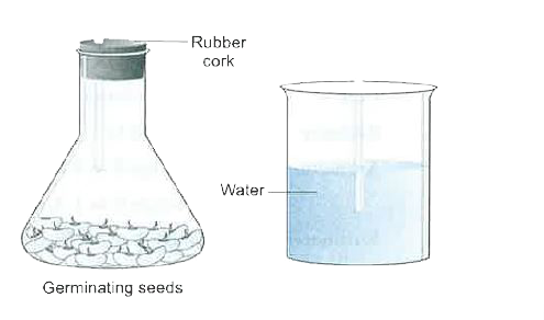 The following experiment was set up to show that a gas is given out during respiration. But there was no rise in the level of water. Why did it happen?