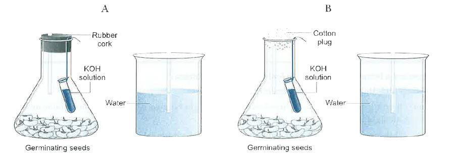 The following experimental set-ups were kept in the laboratory to show that CO(2)  is given out during respiration’.       After 2 hours, in which delivery tube does the water rise?
