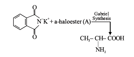 The  alpha - Haloester (A)  needed  in the following  preparation  of  alpha  -  amino  acid  is :