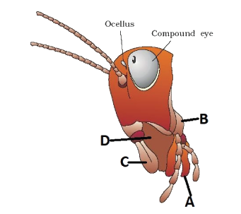 The given figure represents head region of cockroach. In which one of the options all the four parts A, B, C and D are labelled correctly ?