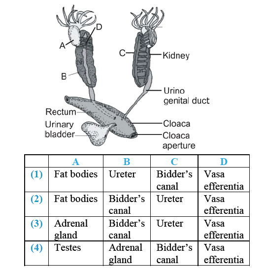 Following is the diagram of the male reproductive system of frog. Select the correct set of names labelled A, B, C and D.