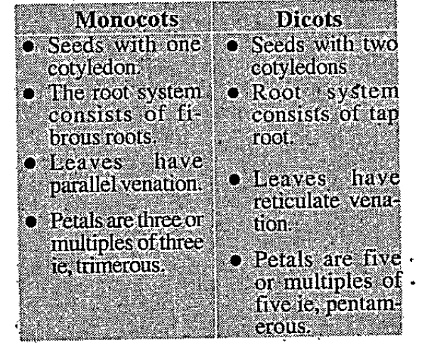 How would you distinguish monocots from dicots?