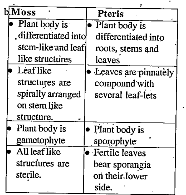 Pteris is given to you (a) Give the major group in which the plant bel