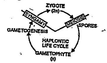 (a) Identify the life cycle pattern.  (b) Give two example of organism that show this life cycle pattern