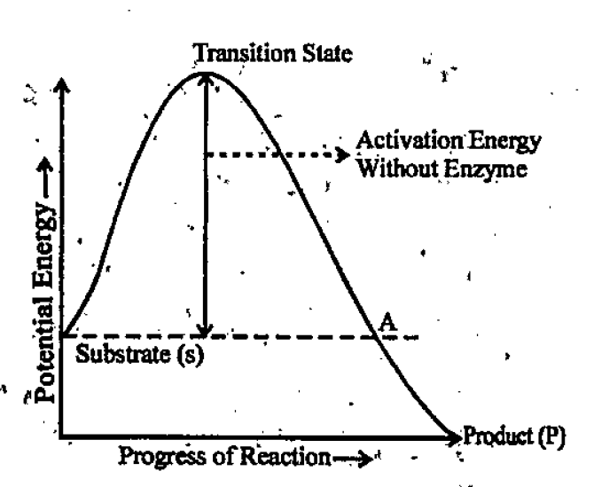 Progress of a chemical reaction and potential energy changes associated with it is plotted as curve  a. What happens to the activation energy of the substrate when enzyme is added to the reaction system? B. Redraw the above graph and also plot another curve showing the progress of the reaction and associated potential energy change when enzyme is added to the system?