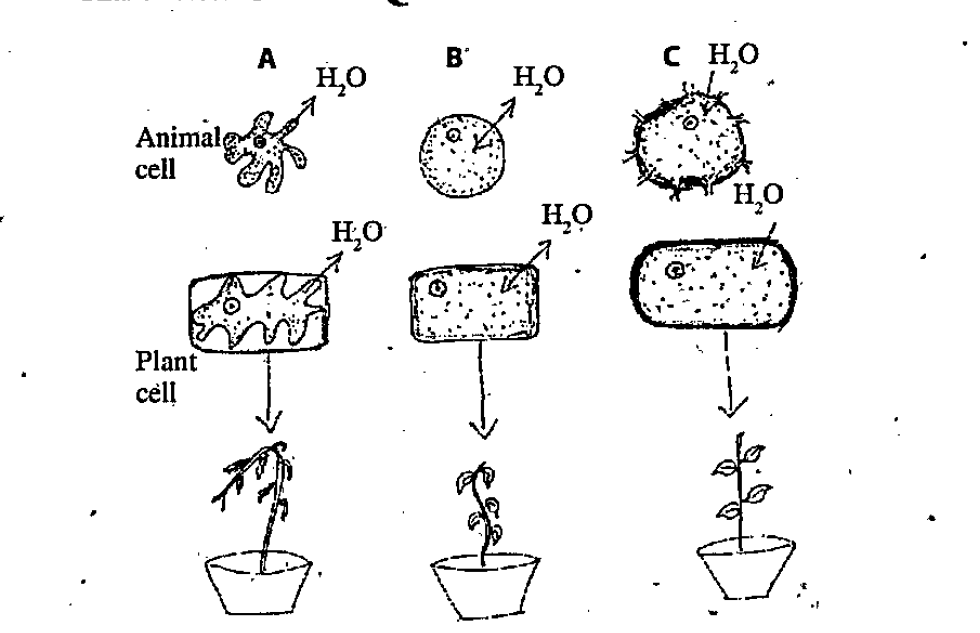 Osmotic effect on plant cell and animal cells are shown here, when which is  placed in different types of solutions. a. By observing the diagrams,  identify the types of solutions in $\mathbf{A}, \